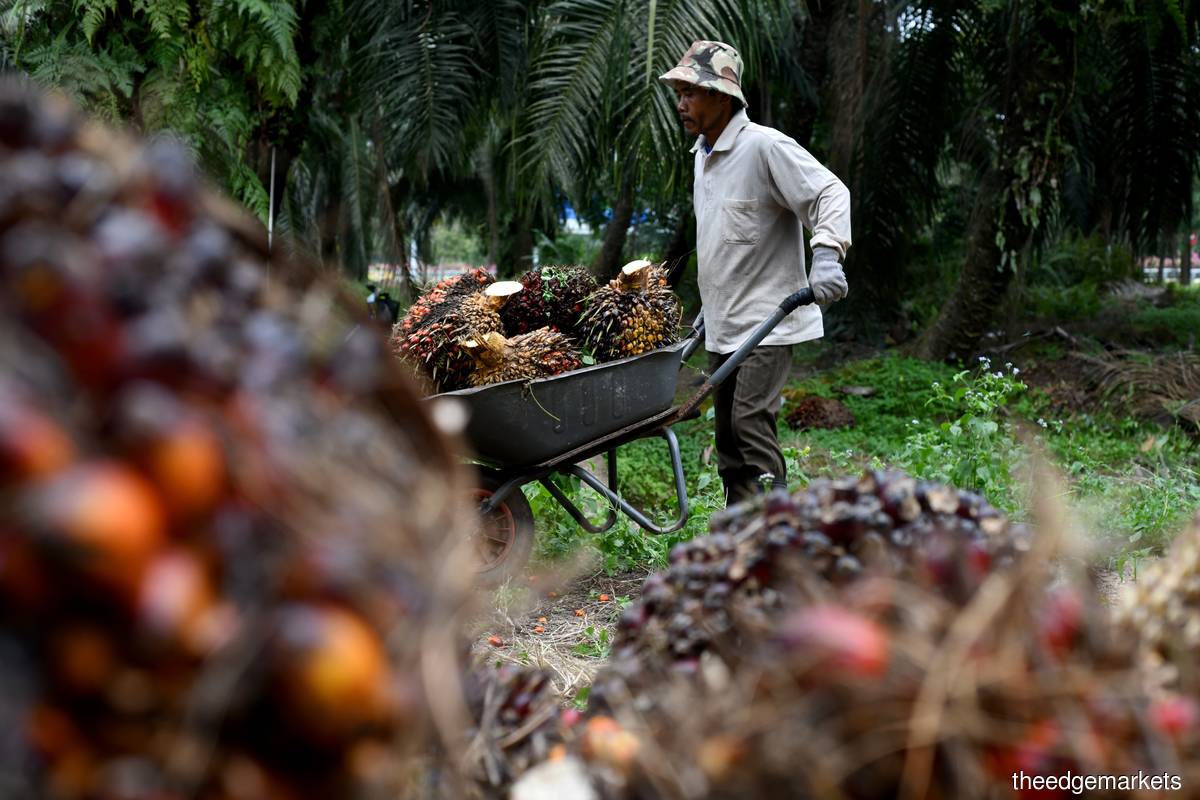 Malaysian Palm Oil Board sees 2022 production at 19m tonnes